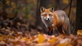 Autumn Whispers: A Curious Red Fox in a Vibrant Forest created using generative AI