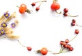 Autumn white background with wild flowers, grass and Russian Far East berries of hawthorn, rose hips. Copy space, oval frame