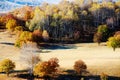 The autumn white birch forest Royalty Free Stock Photo