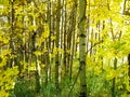 Autumn White Birch Trees with Bright Yellow Leaves. Alberta Canada.