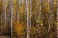 Autumn white birch trees forest landscape Royalty Free Stock Photo