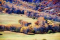 Autumn white birches on the grassland Royalty Free Stock Photo