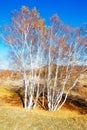 The autumn white birches on the meadows Royalty Free Stock Photo
