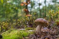 Autumn white cep mushroom grow