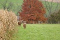 Autumn Whitetails Royalty Free Stock Photo