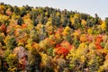 Autumn wild forest close up. Vivid landscape, colorful trees background