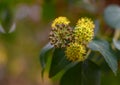 Wild fruit at botanical garden of Macea Arad Royalty Free Stock Photo