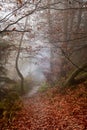 Autumn in a wild hazy forest. Road to nowhere. Bieszczady National Park. Royalty Free Stock Photo