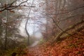 Autumn in a wild hazy forest. Road to nowhere. Bieszczady National Park. Royalty Free Stock Photo