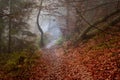 Autumn in a wild hazy forest. Road to nowhere. Bieszczady National Park.