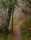 Autumn in a wild hazy forest. Road to nowhere. Bieszczady National Park.