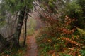 Autumn in a wild hazy forest. Road to nowhere. Bieszczady National Park. Royalty Free Stock Photo