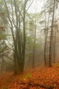 Autumn in a wild hazy forest. Road to nowhere. Bieszczady National Park. Royalty Free Stock Photo