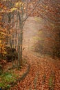 Autumn in a wild hazy forest. Road to nowhere. Bieszczady National Park. Royalty Free Stock Photo