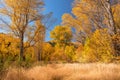 Autumn wild meadow flowers.