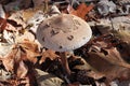 Autumn wild mushrooms