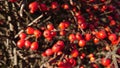 Autumn wild red berries