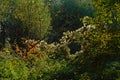 Autumn wilderness with shurbs and trees in late evening sunlight