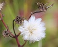 Autumn wildflower fluffy seed head Royalty Free Stock Photo