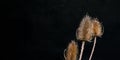 Autumn wildflower teasel Dipsacus Fullonum on black macro Royalty Free Stock Photo