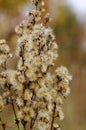 Autumn wildflowers