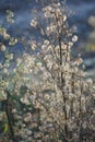 Autumn Wildflowers