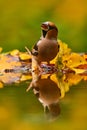 Autumn wildlfie. Hawfinch, Coccothraustes coccothraustes, brown songbird sitting in orange yellow leave nature habitat. Cute bird