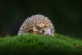 Autumn wildlfie. Autumn orange leaves with hedgehog. European Hedgehog, Erinaceus europaeus, photo with wide angle. Cute funny Royalty Free Stock Photo