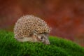 Autumn wildlfie. Autumn orange leaves with hedgehog. European Hedgehog, Erinaceus europaeus, photo with wide angle. Cute funny Royalty Free Stock Photo