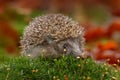 Autumn wildlfie. Autumn orange leaves with hedgehog. European Hedgehog, Erinaceus europaeus, photo with wide angle. Cute funny Royalty Free Stock Photo