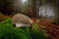 Autumn wildlfie. Autumn orange leaves with hedgehog. European Hedgehog, Erinaceus europaeus, photo with wide angle. Cute funny Royalty Free Stock Photo