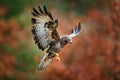 Autumn wildlife, bird of prey Common Buzzard, Buteo buteo, flight on coniferous spruce tree branch. Wildlife scene from the nature