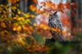 Autumn wildlife. Eurasian Eagle Owl, Bubo Bubo, sitting tree trunk, wildlife fall photo in the wood with orange autumn colours, Royalty Free Stock Photo