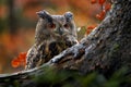 Autumn wildlife. Eurasian Eagle Owl, Bubo Bubo, sitting tree trunk, wildlife fall photo in the wood with orange autumn colours, Royalty Free Stock Photo