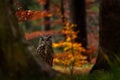 Autumn wildlife. Eurasian Eagle Owl, Bubo Bubo, sitting tree trunk, wildlife fall photo in the wood with orange autumn colours, Royalty Free Stock Photo