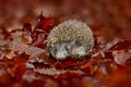 Autumn wildlife. Fall orange leaves with hedgehog. European Hedgehog, Erinaceus europaeus, photo with wide angle. Cute funny Royalty Free Stock Photo