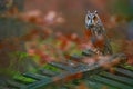 Autumn wildlife, owl in forest wooden cut down fence. Asio otus, Long-eared Owl sitting in green vegetation in the fallen larch Royalty Free Stock Photo