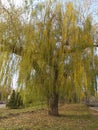 Autumn willow