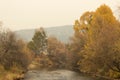 Autumn willow by the river. Colorful trees. Siberian forest.