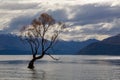 Autumn willow tree in Lake Wanaka, New Zealand Royalty Free Stock Photo