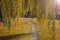 Autumn Willow with Yellow Leaves