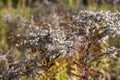 Autumn wilted grass