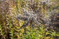 Autumn wilted grass