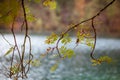 Autumn wilting withered Rowan branch of mountain ash and dry leaves Royalty Free Stock Photo