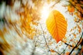 Autumn Wind Blowing Yellow Leaves. Falling Leaves. Dry Leaf. Fall Season. Sun shine Royalty Free Stock Photo