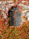Autumn window in ivy