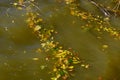 An Autumn Windy Day Created Big Waves On The Lake. Golden Leaves Cluster In Strips. Yellows Illuminate The Water Reflections Of Li