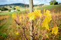 Autumn Wine valley Royalty Free Stock Photo