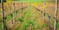 Autumn Wine valley Royalty Free Stock Photo