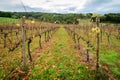 Autumn Wine valley Royalty Free Stock Photo